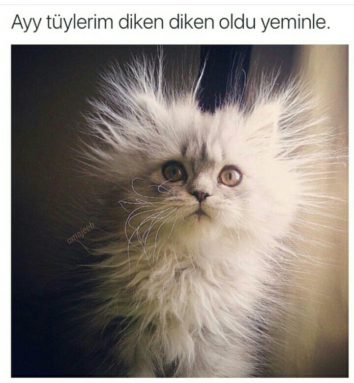 1vWzd5.jpg