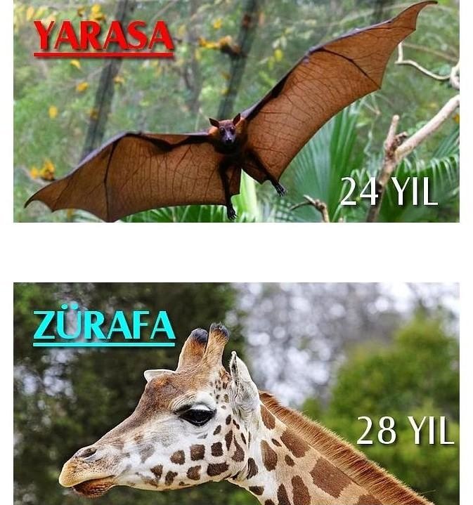 6nAbO3.jpg