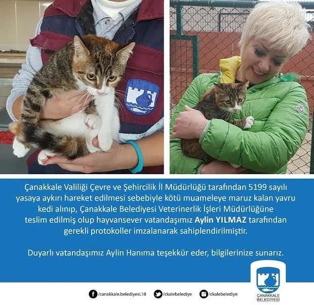 Kedi Işkence