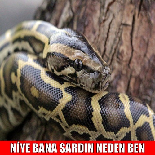 NDMP9g.jpg