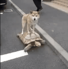 Np6P3g.gif