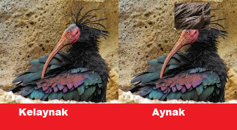 Okg645.png