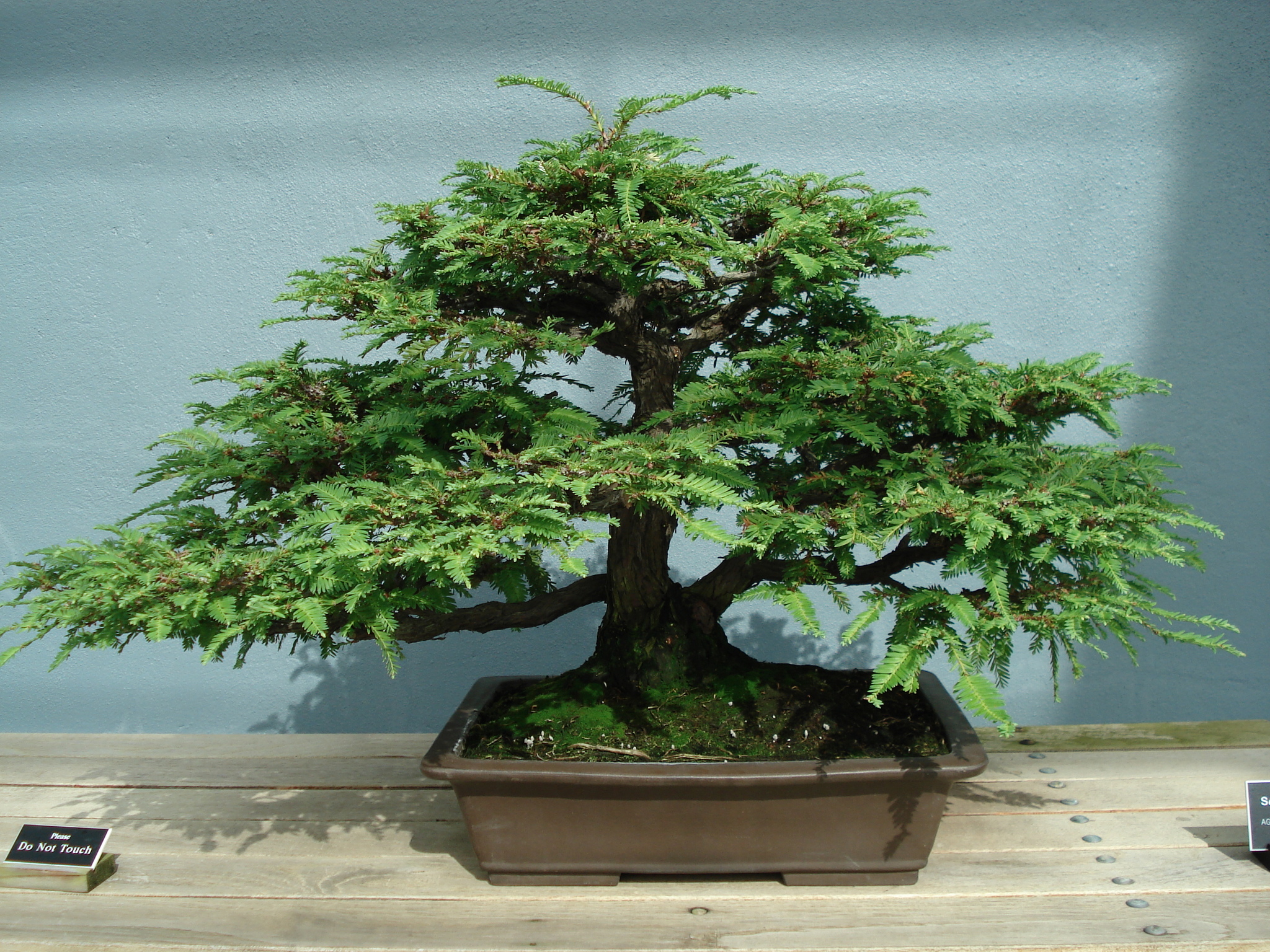 Bonsai Bakımı Nasıl Yapılır?
