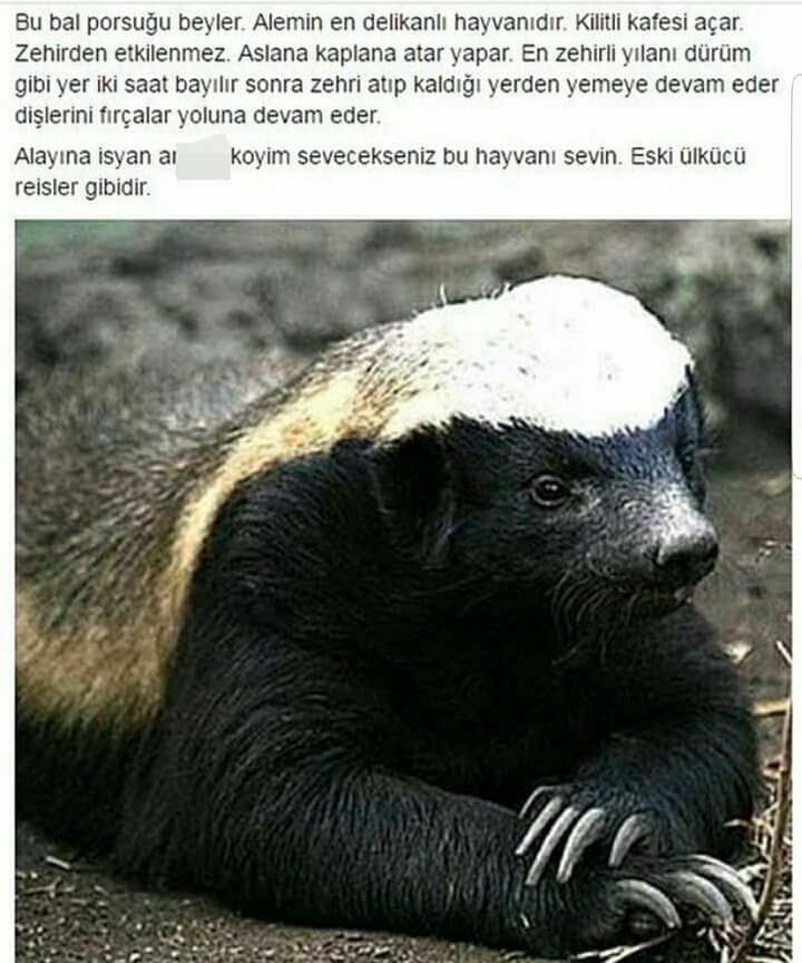ZZ6R8k.jpg