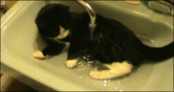 oZgWkq.gif