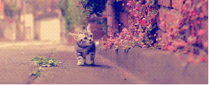 0zaQ3D.gif