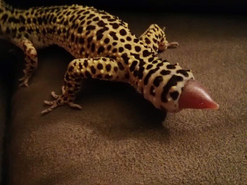 Leopard Gecko.