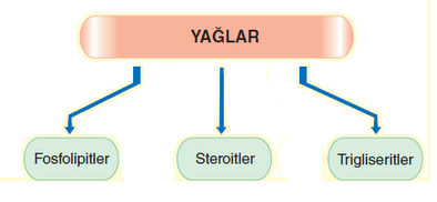 Yağlar