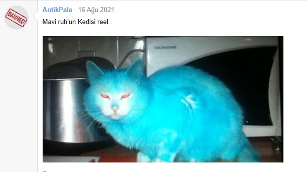 37qbjqy.jpg