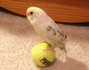 3p4VzO.gif
