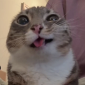 3wkvxsp.png