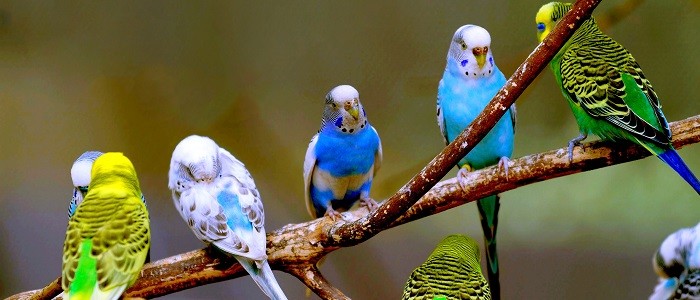 muhabbet kuşlarında beslenme ve bakım