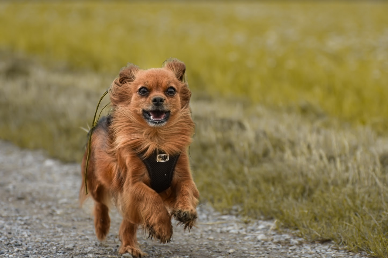 #What You Need to Know About Popular Small Dog Breeds