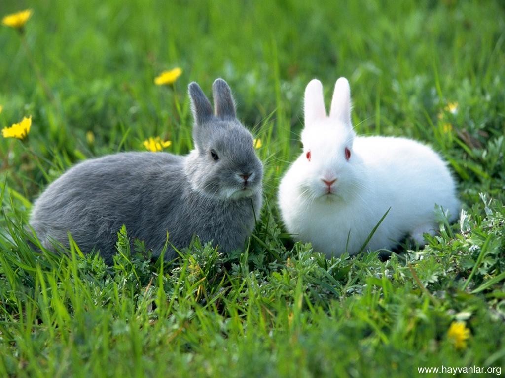 Disappearing animals. Кролик андроид. Кролик 3х цветный. Кролики за 150 рублей. Кролик Трикс.
