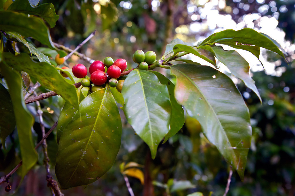 Кофе растение. Семейство Мареновые кофейное дерево. Coffea Arabica l.. Кофейного дерева рода Coffea. Дикорастущее кофейное дерево.