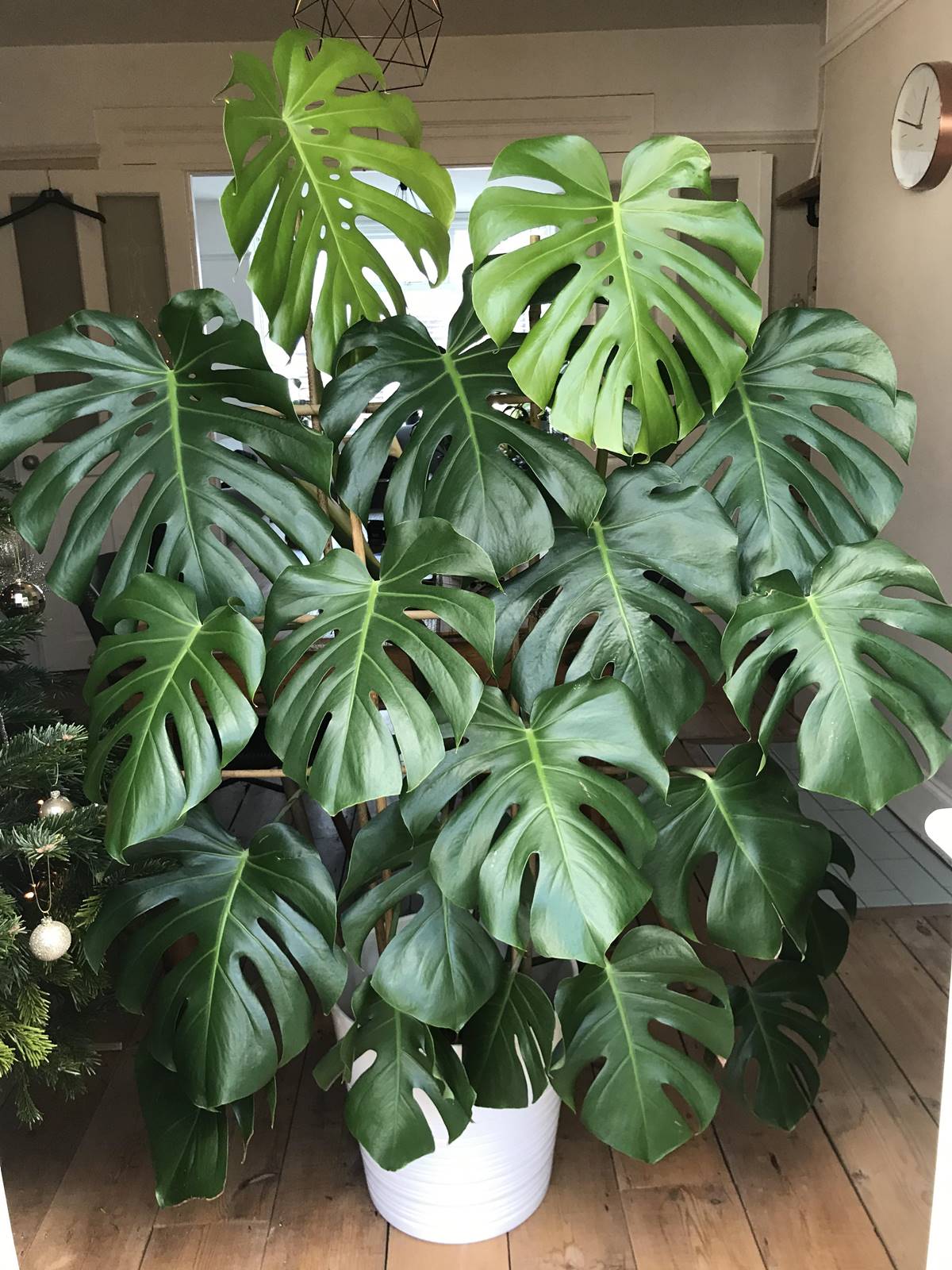 Deve Taban | Monstera Deliciosa Bakm Nasl Yaplr? - Forumel.Com