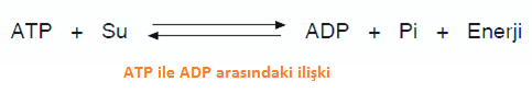 ATP