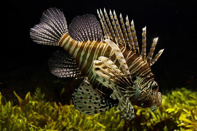 #Tips on Keeping Your Exotic Fish Alive and Healthy