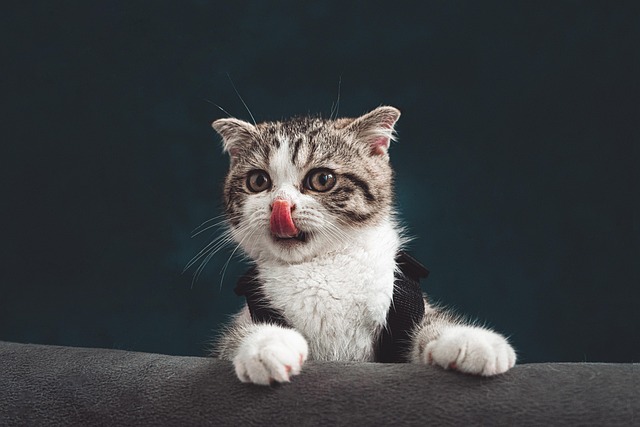 🐈IRCRehberi�nde Bir �lk!!!🐈 IRCRehberi 2025 "En G�zel Kedi" Yar��mas�😻