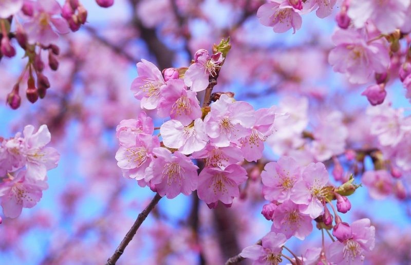 Japonya için 2019 kiraz çiçeği tahmini 7a6z8l
