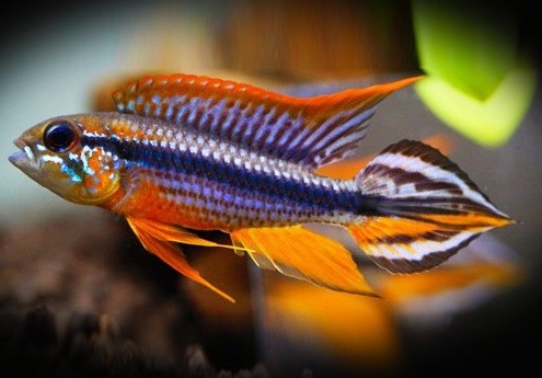 AD3E20.jpg