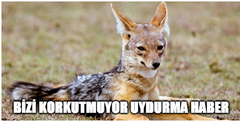 BJqzMT.png