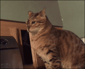 BLQEd9.gif