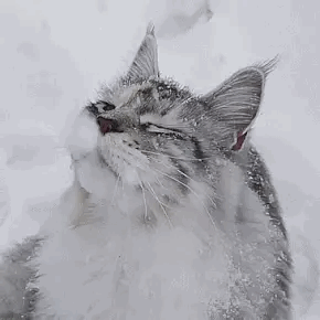 MD39la.gif
