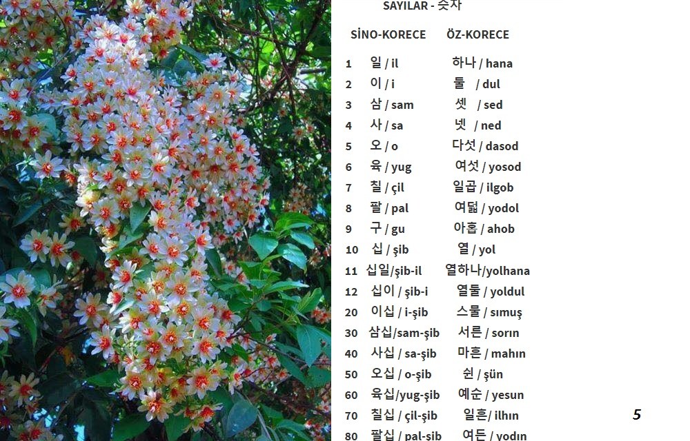 Korece Öğrenelim - Sayfa 5 MV605a