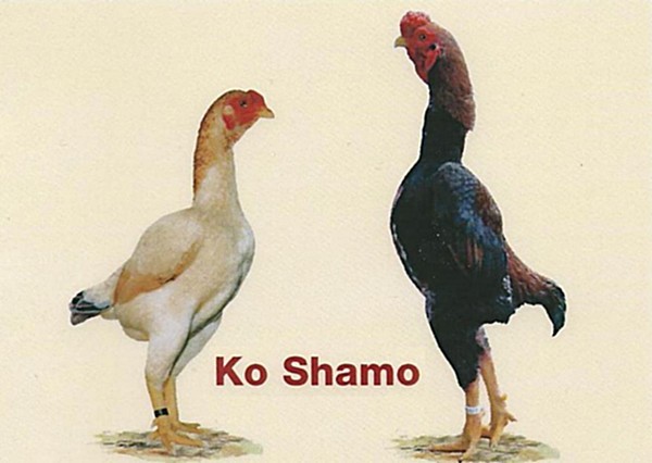 28.ko Shamo.