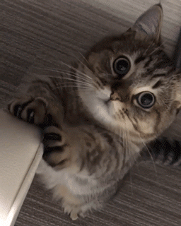 VrjV6j.gif