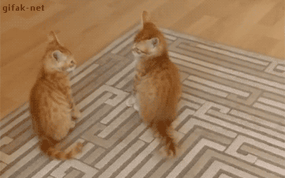 X6j5Zo.gif