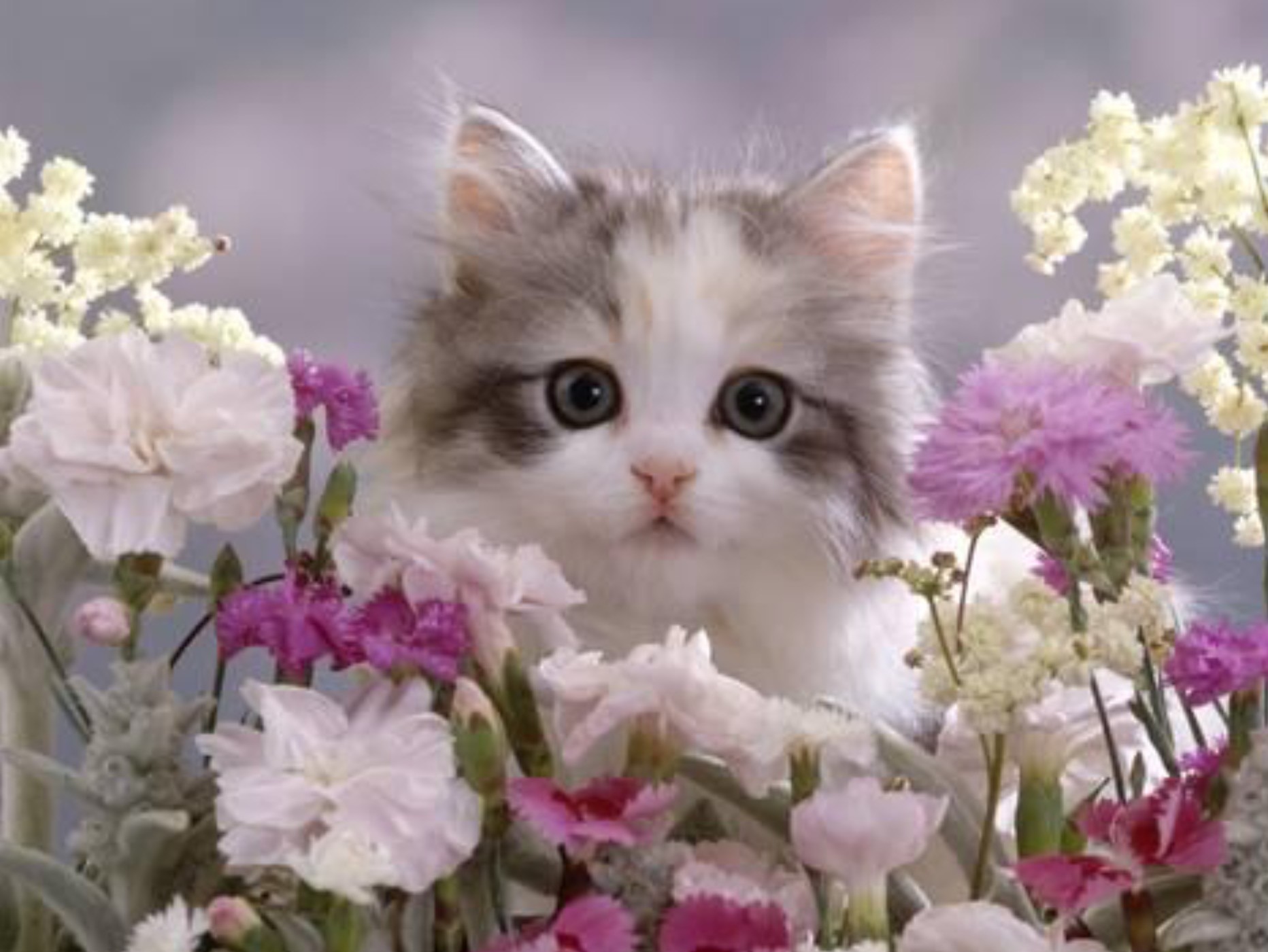 Открытка кот с цветами