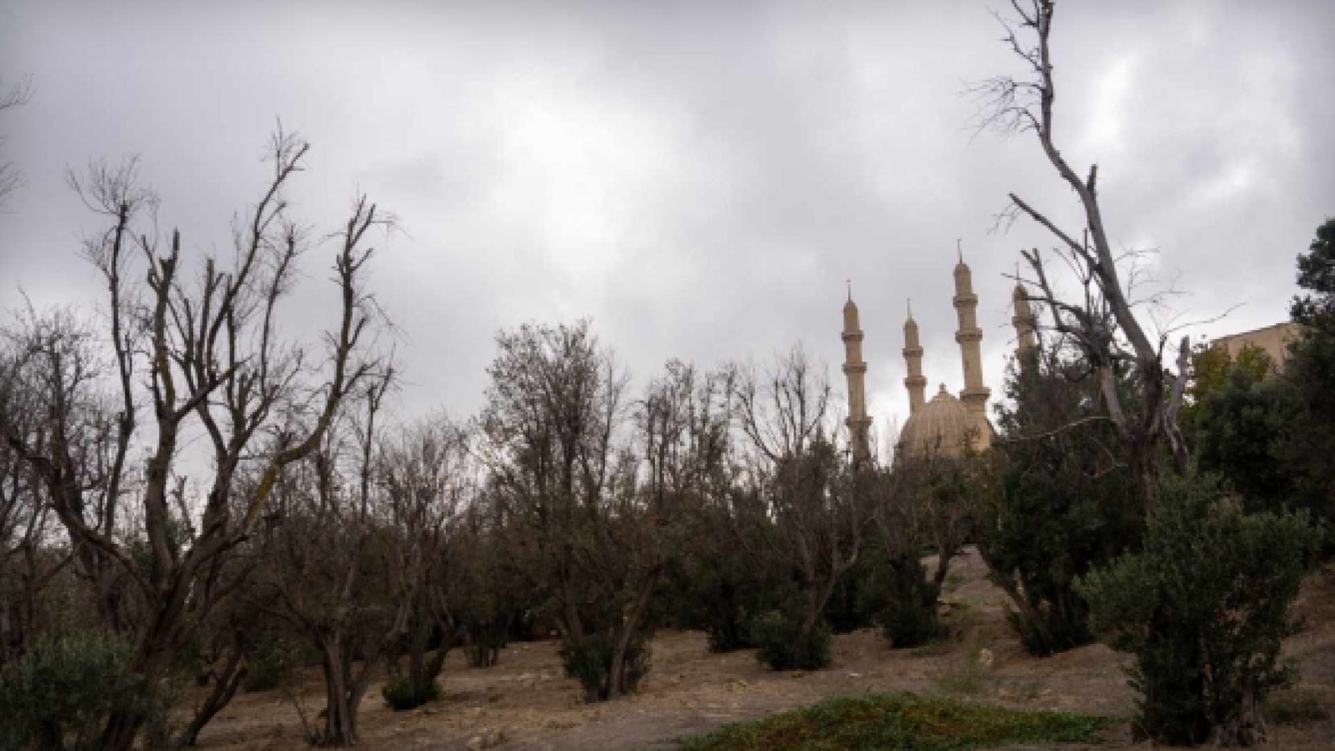 Bakının Binəqədi rayonunda zeytun ağacları kütləvi şəkildə quruyur