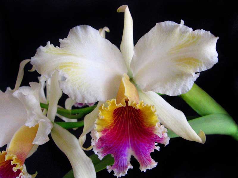 Cattleya orkideleri