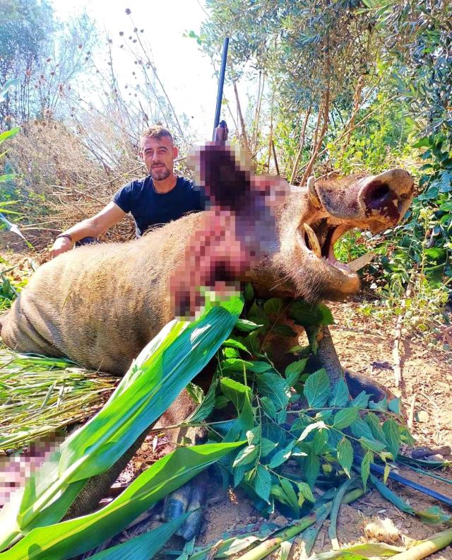 250 kiloluk dev domuz, avclar tarafndan vuruldu