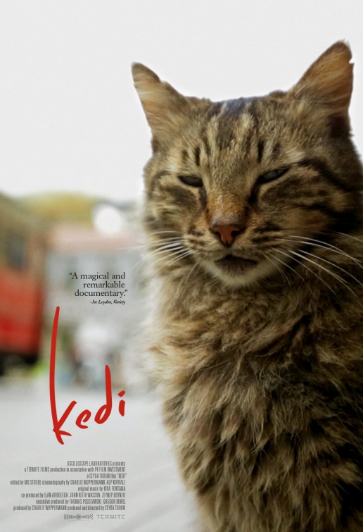 Kedi | 2016 | 1080p BluRay | Yerli Film indir