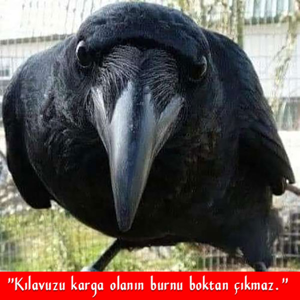 ezo3nl6.jpg