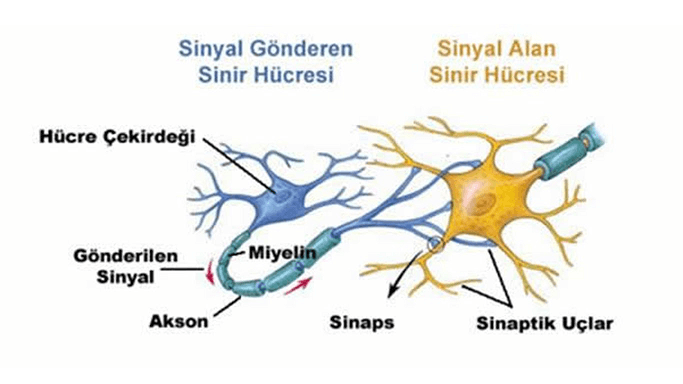 Sinir Sisteminin Yapısı