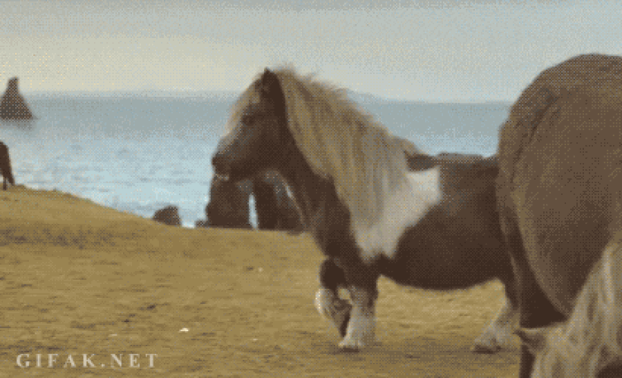 g5aij5a.gif