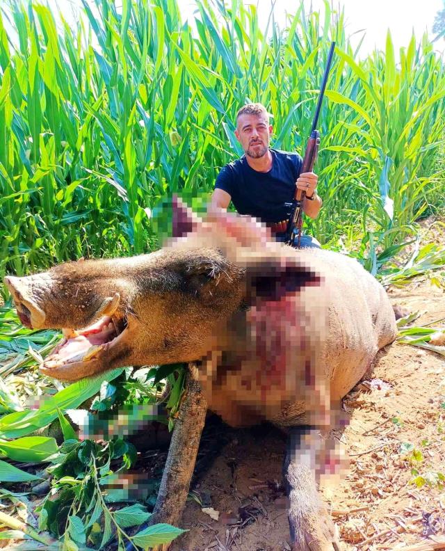 250 kiloluk dev domuz, avclar tarafndan vuruldu