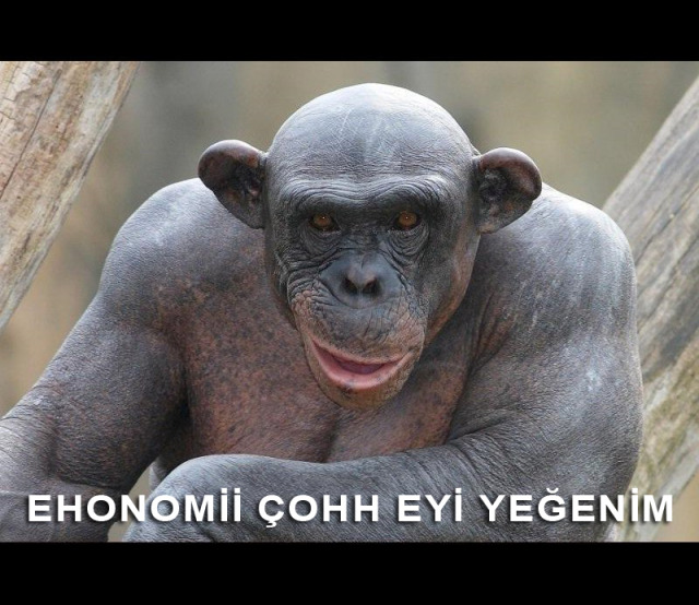 h8pfaqh.jpg