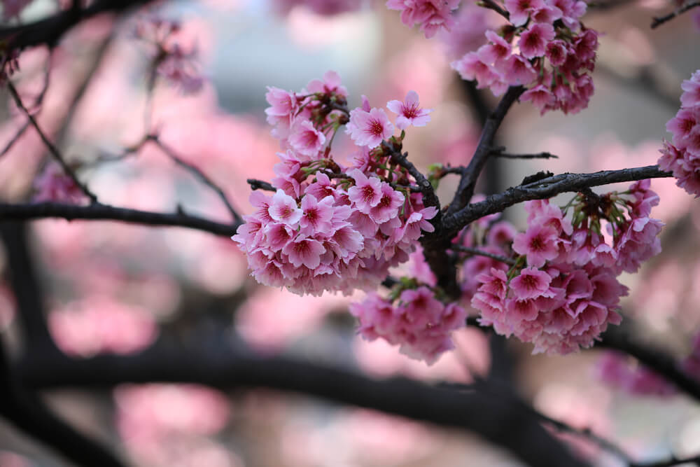 Japonya'nın Kutsal Kiraz Çiçeği Sakura I53wex5