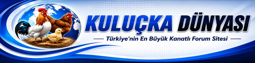 Kuluçka Dünyası