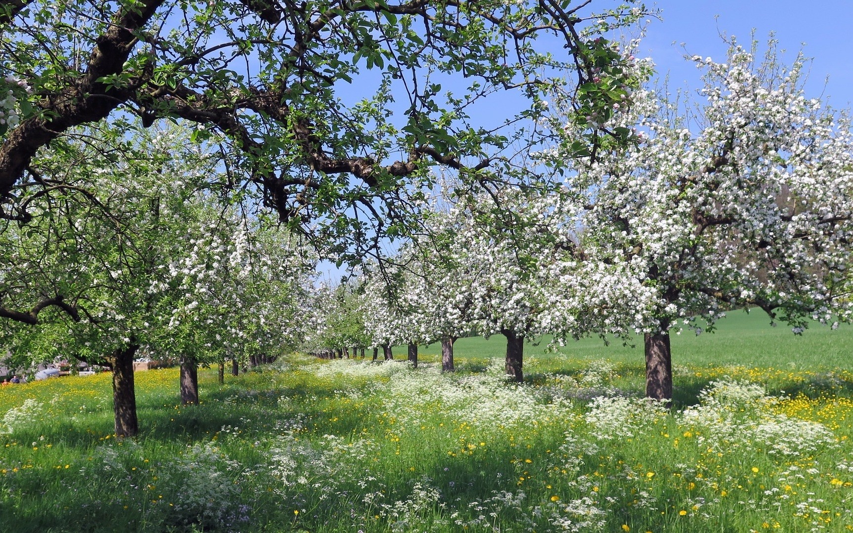 Луговой сад яблони