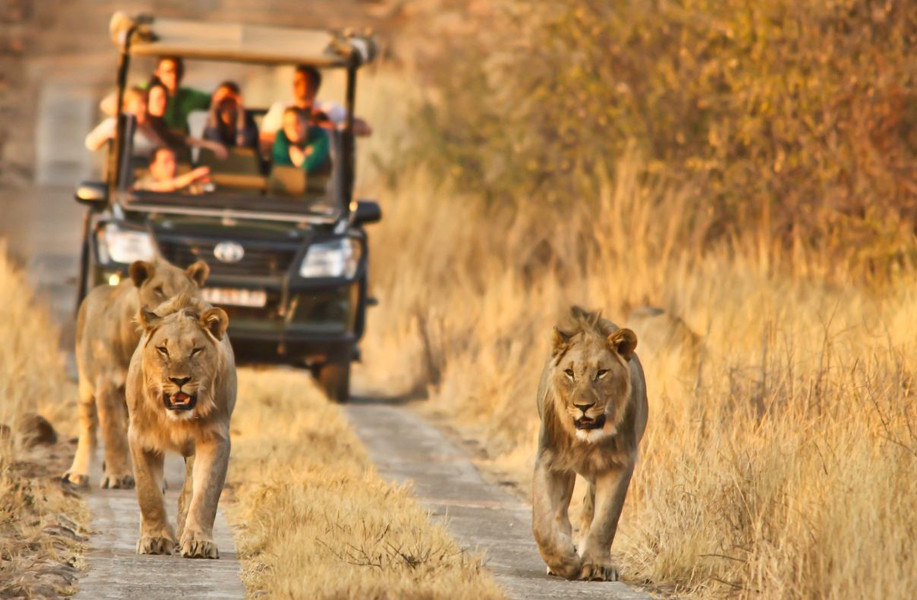 avrupa rüyası güney afrika safari turu