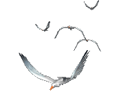 kXy6oq.gif