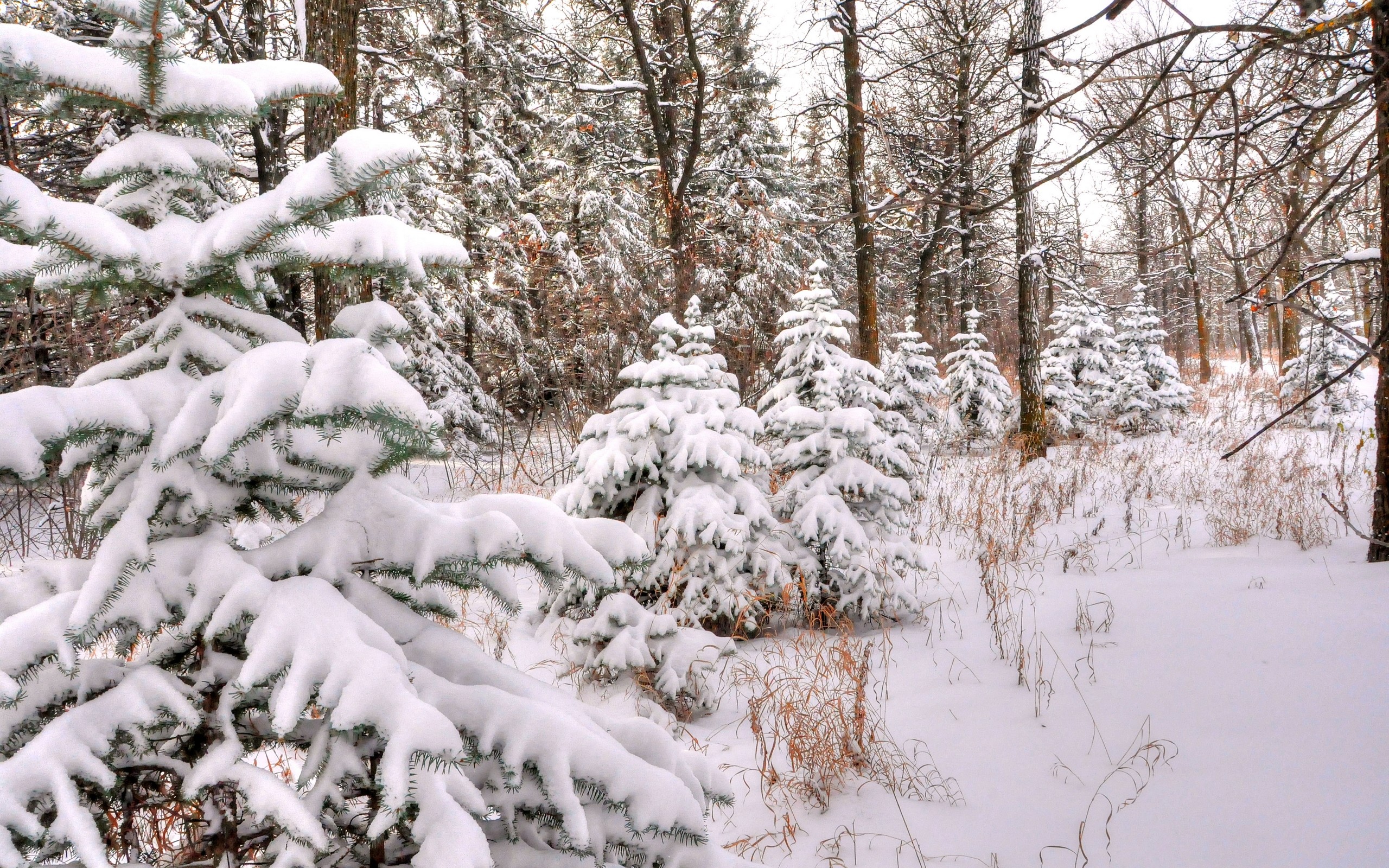 Декабрь сугробы. Зимний лес. Зимой в лесу. Декабрь природа. Лес в декабре.