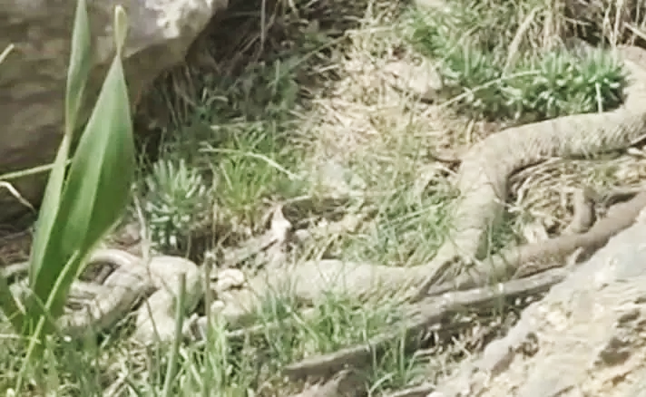 Hakkari'de panik! 2 metrelik dev engerek y�lan�