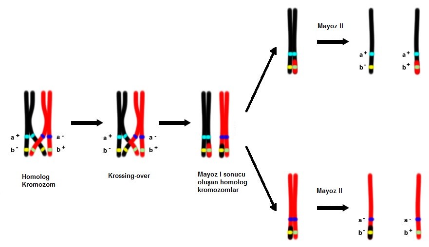 Mayoz bölünme nedir? Mayoz bölünmenin özellikleri nelerdir ...